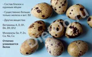 Полезные свойства перепелиных яиц для организма человека + 5 простых рецептов