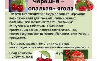 Всё, что нужно знать о вишне