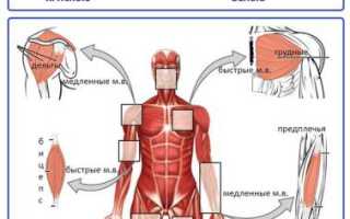 Зачем тренировать медленные мышечные волокна?